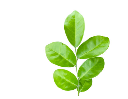 Cutout of a fig tree leaf with clipping paths on white background. Ideal for botanical projects and eco themed designs.の写真素材