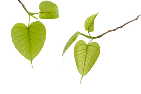 A cutout of a Bodhi tree leaf with clipping paths on white background. Symbol of peace mindfulness and enlightenment in many spiritual traditions.の写真素材