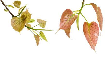 A cutout of a Bodhi tree leaf with clipping paths on white background. Symbol of peace mindfulness and enlightenment in many spiritual traditions.の写真素材