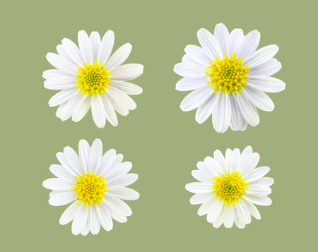 A cutout of Chamomile flower daisy flower on a white background symbolizing joy positivity and simple natural beauty.の写真素材