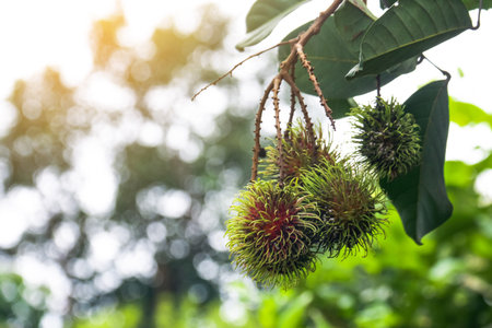 Close up rambutan cluster background. Concept: Tropical harvest and exotic fruit texture.