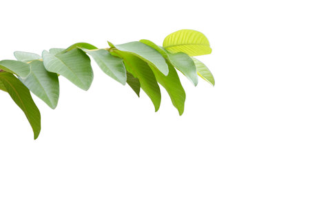 A detailed cut out of a fresh guava leaf with clipping path. Symbolizes tropical vegetation and is useful for herbal, health, or natural design projects.の写真素材
