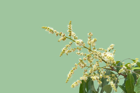 Longan blossom cut out on soft green background. Symbolizes tropical agriculture, growth, and natural delicacy.の写真素材