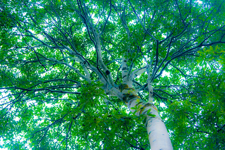 Sky Tree