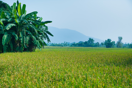Rice field and bananas gardenの写真素材