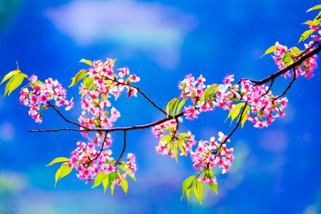 Cherry Tree In Spring Blossomの写真素材