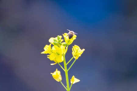 Honeybee collecting honey
