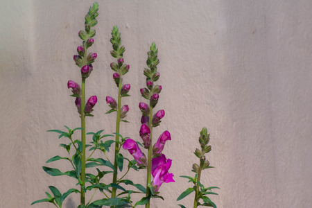 Pink flowerの写真素材