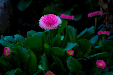 Flower Beautyの写真素材