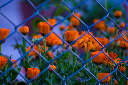 Highly Protected Flower Beautyの写真素材