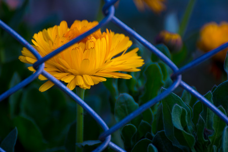 Single Yellow Flower Garden Orange calendula officinalis beautiful flowerの写真素材