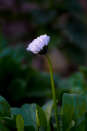 Single White daisy flowerの写真素材