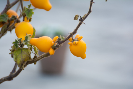 Nipplefruit garden plantの写真素材