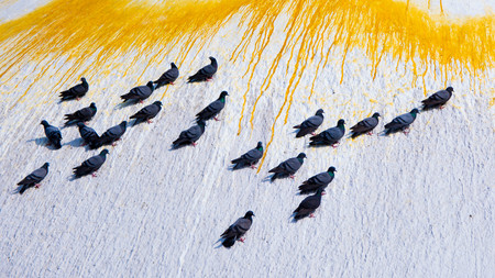 Group of pigeons relaxing on white wallの写真素材