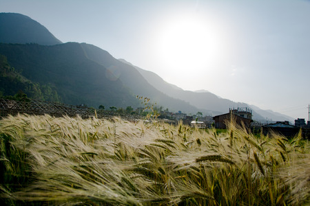 Barley (Wheat) Farm Field and Hillの写真素材