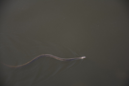 swimming water snakeの写真素材