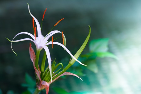 Beautiful Soft White Single Flowerの写真素材