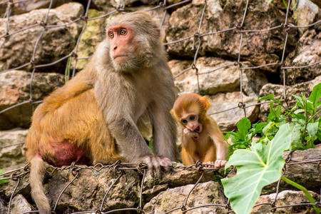 Mother monkey with her child