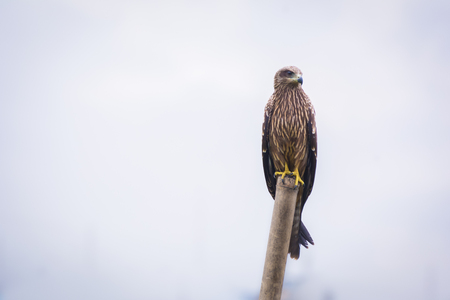 Golden Eagle