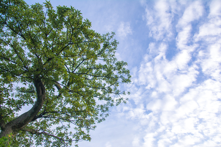 Blue sky green treeの写真素材
