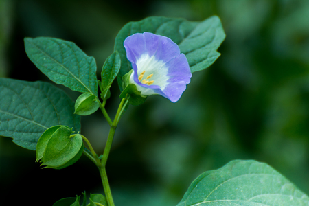 Beautiful Wild Blue Flowerの写真素材