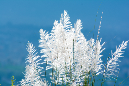Green Forest and Pampas Flowersの写真素材