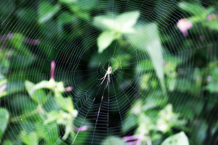 Spider webの写真素材