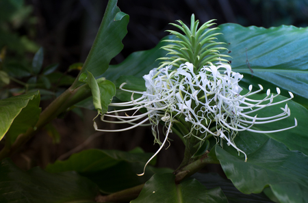 Unique wild white flowerの写真素材