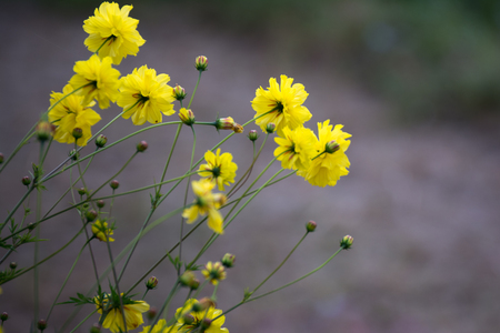 Beautiful dandelion clean background, yellow flowers is blooming in the gardenの写真素材