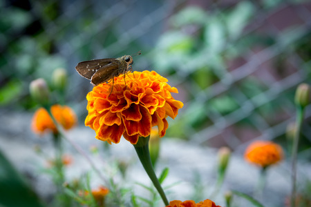 Butterfly on Marigold Flowerの写真素材