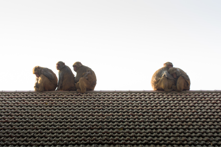 Wildlife background with monkeys and baby monkey on roof top. image for animal mammal nature wild pet travel love zoo conceptの写真素材