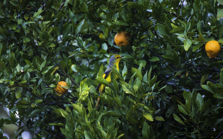 A cute yellow small bird on orange treeの写真素材