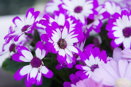 Garden white flower and a honey bee collecting honeyの写真素材