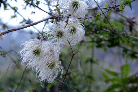 Beautiful white wild grass feathery flower