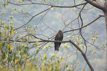 SaveDownload PreviewSteppe eagle proudly perched on a branchの写真素材