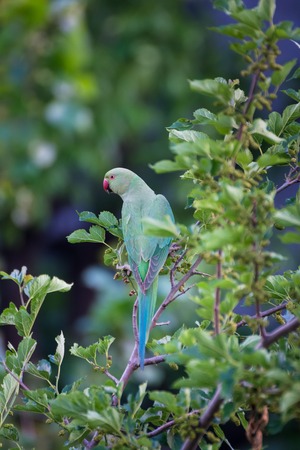 Green parrot on tree branchの写真素材