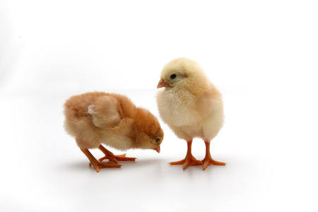 Brown chick chickの写真素材