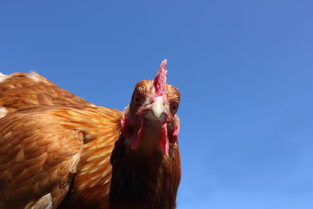 Blue Sky chickenの写真素材