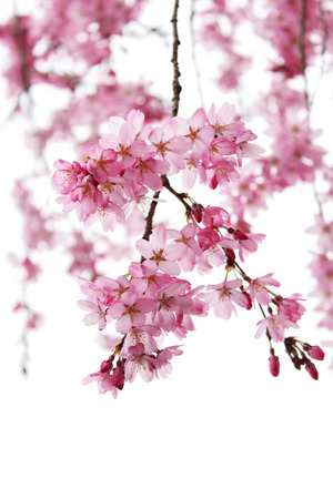 Sakura Japanの写真素材