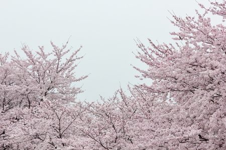 Sakura Japanの写真素材