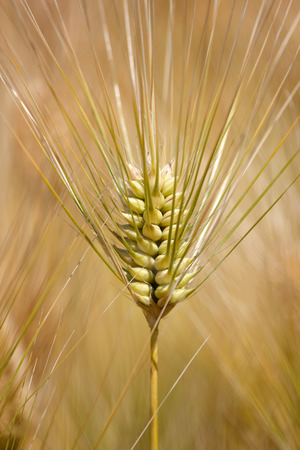 Wheat barleyの写真素材