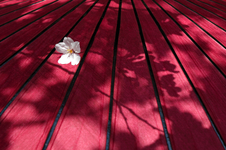 Cherry blossoms in Japan. Beautiful pink cherry blossoms, red umbrellasの写真素材