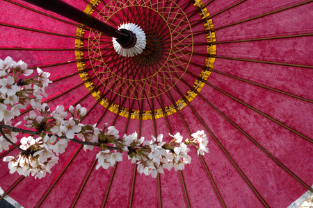 Cherry blossoms in Japan. Beautiful pink cherry blossoms, red umbrellasの写真素材