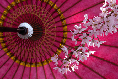 Cherry blossoms in Japan. Beautiful pink cherry blossoms, red umbrellasの写真素材