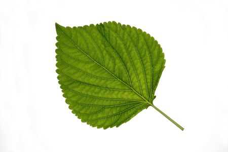 perilla leaf, egoma