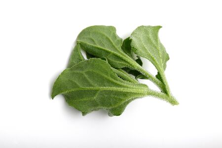 Ice plant Isolated on white. Has transparent bladder cells on the outer surface. Known for its...