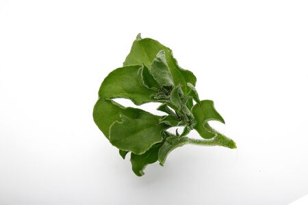 Ice plant Isolated on white. Has transparent bladder cells on the outer surface. Known for its culinary properties .の写真素材