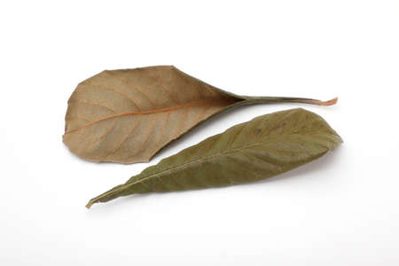 Loquat leaf on white background