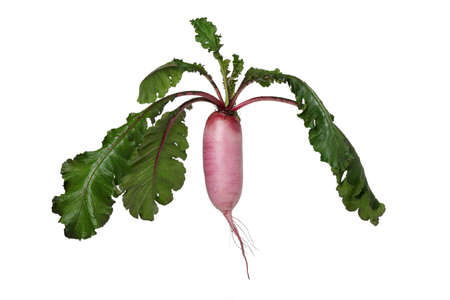 Daikon radishの写真素材