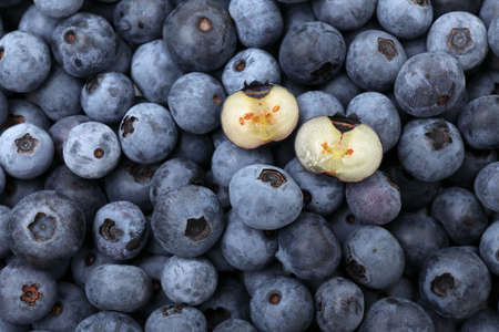 Fresh blueberry background. Close-up of textured blueberries.